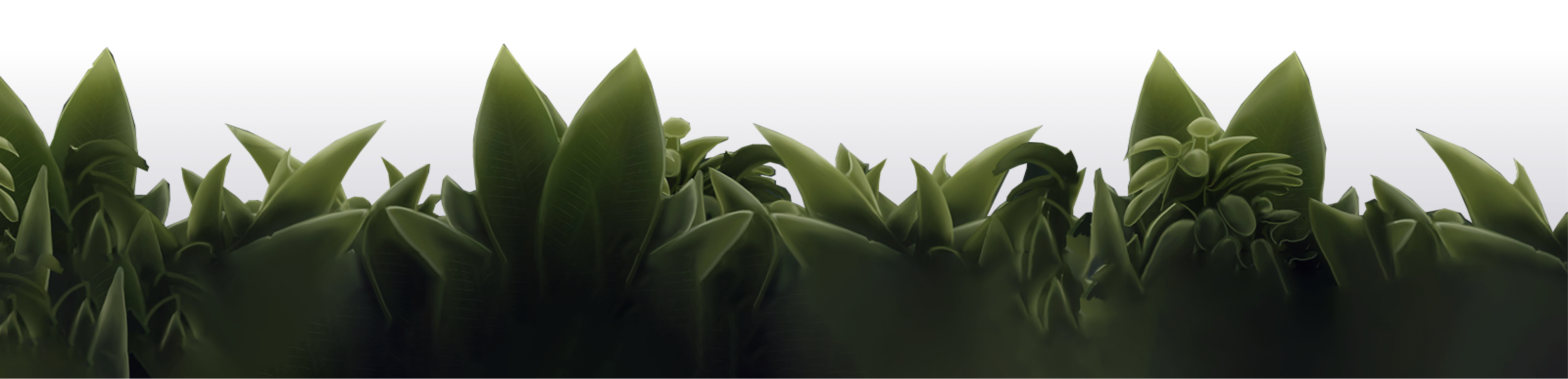 grass